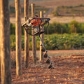 Barreno STIHL BT 230 en campo agrícola imagen principal